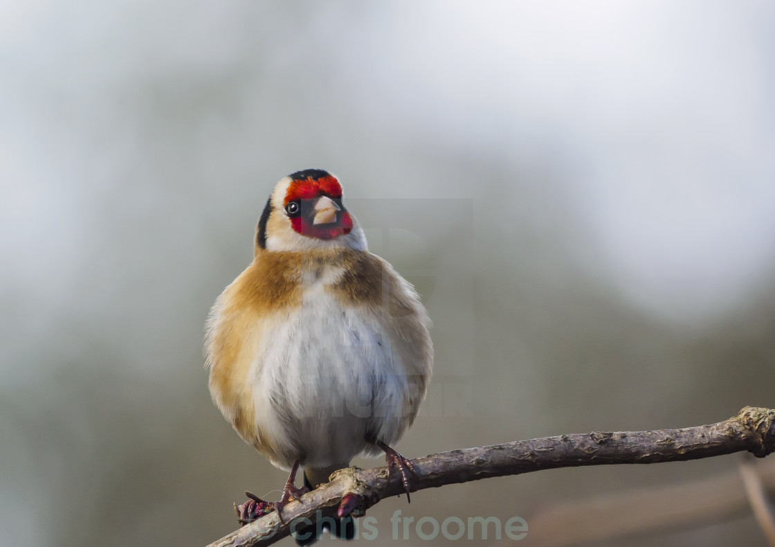 "cold goldfinch" stock image