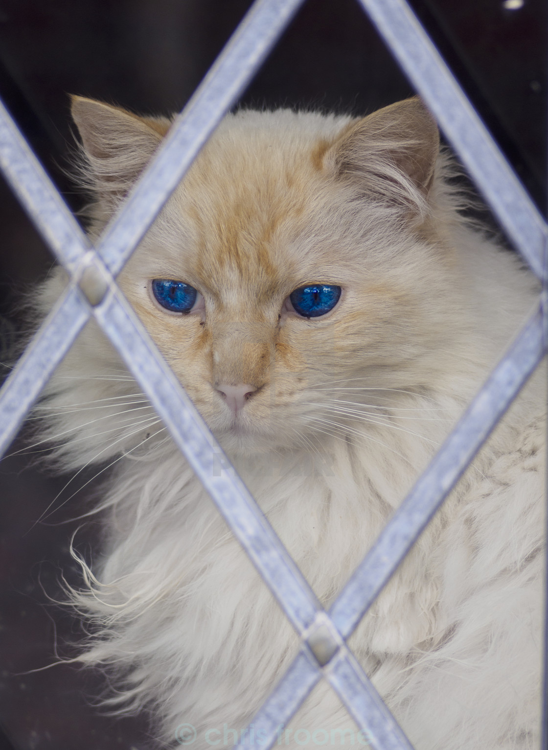 "cat in the window" stock image