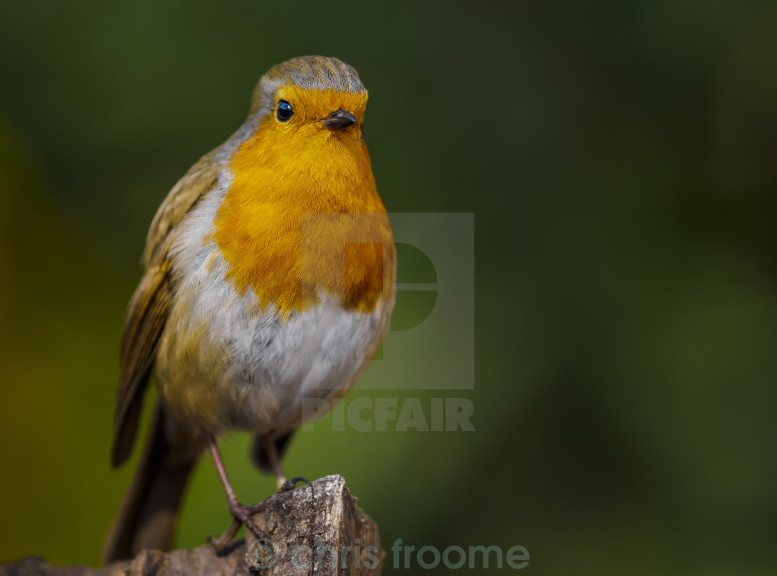 "Robin on a post" stock image