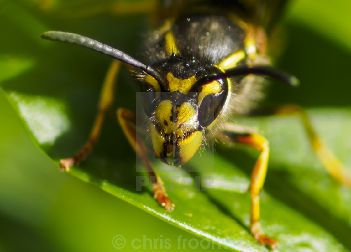 "wasp face" stock image