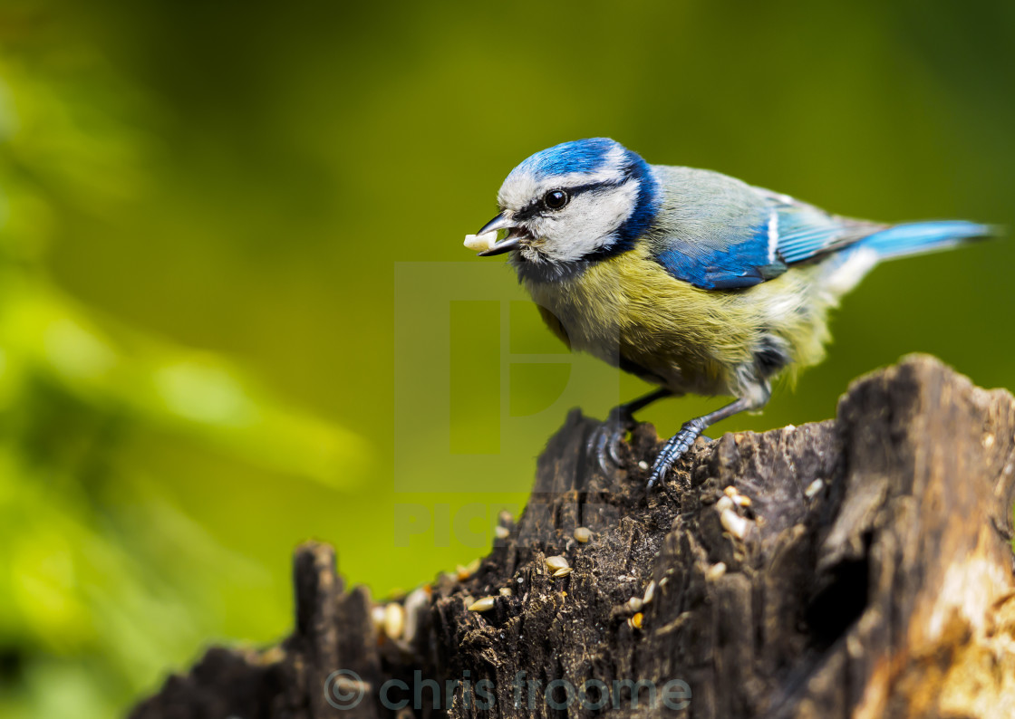 "Blue tit with seed" stock image