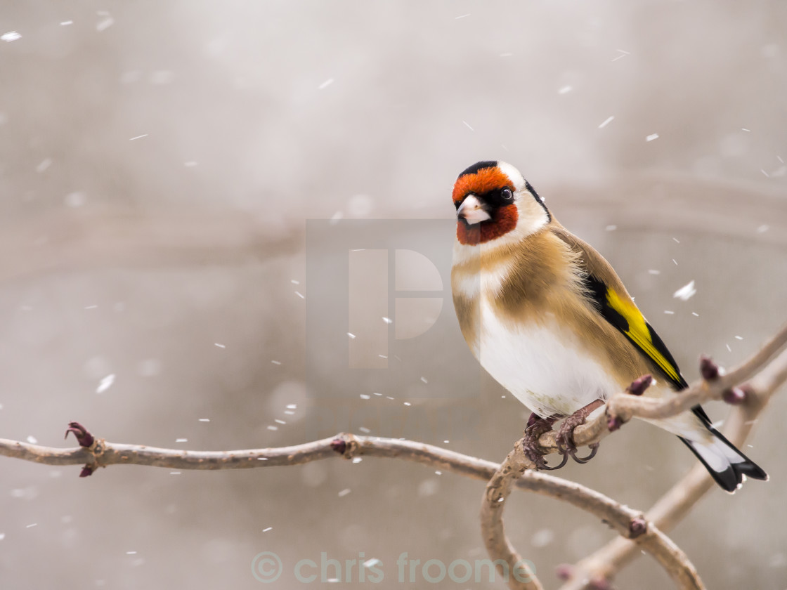 "Goldfinch in snow" stock image