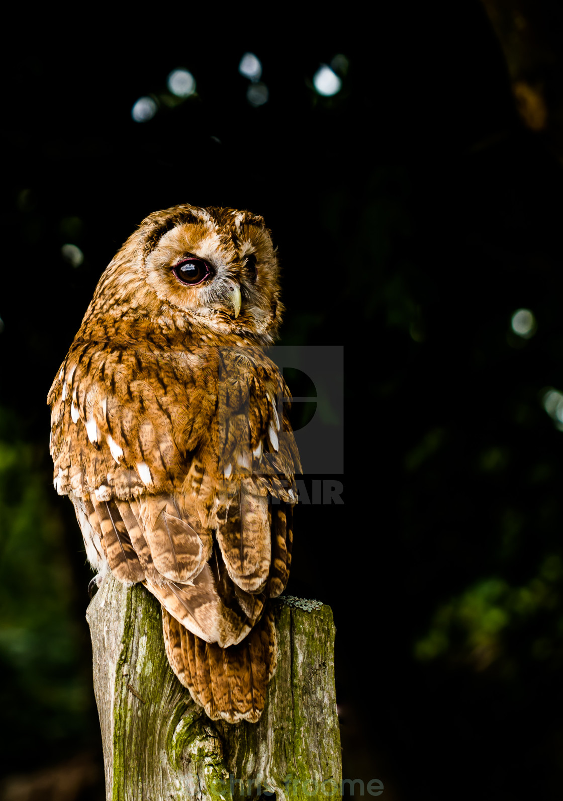 "owl on a stunp" stock image