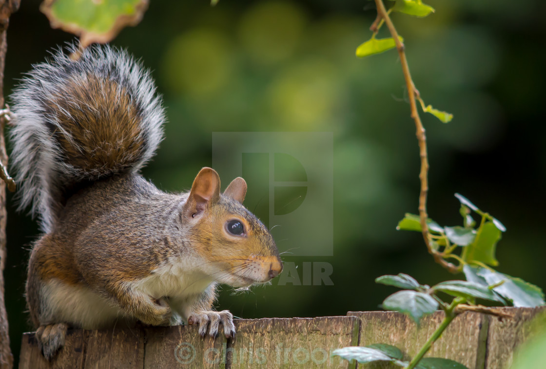 "Squirrel ready to run" stock image