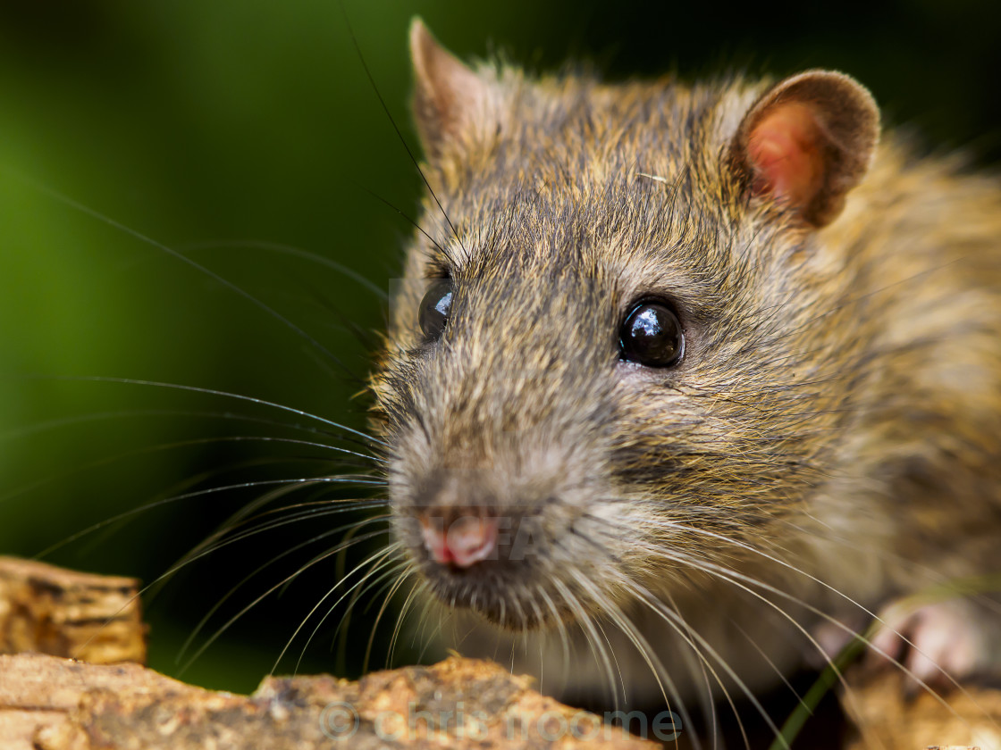 "Rat" stock image