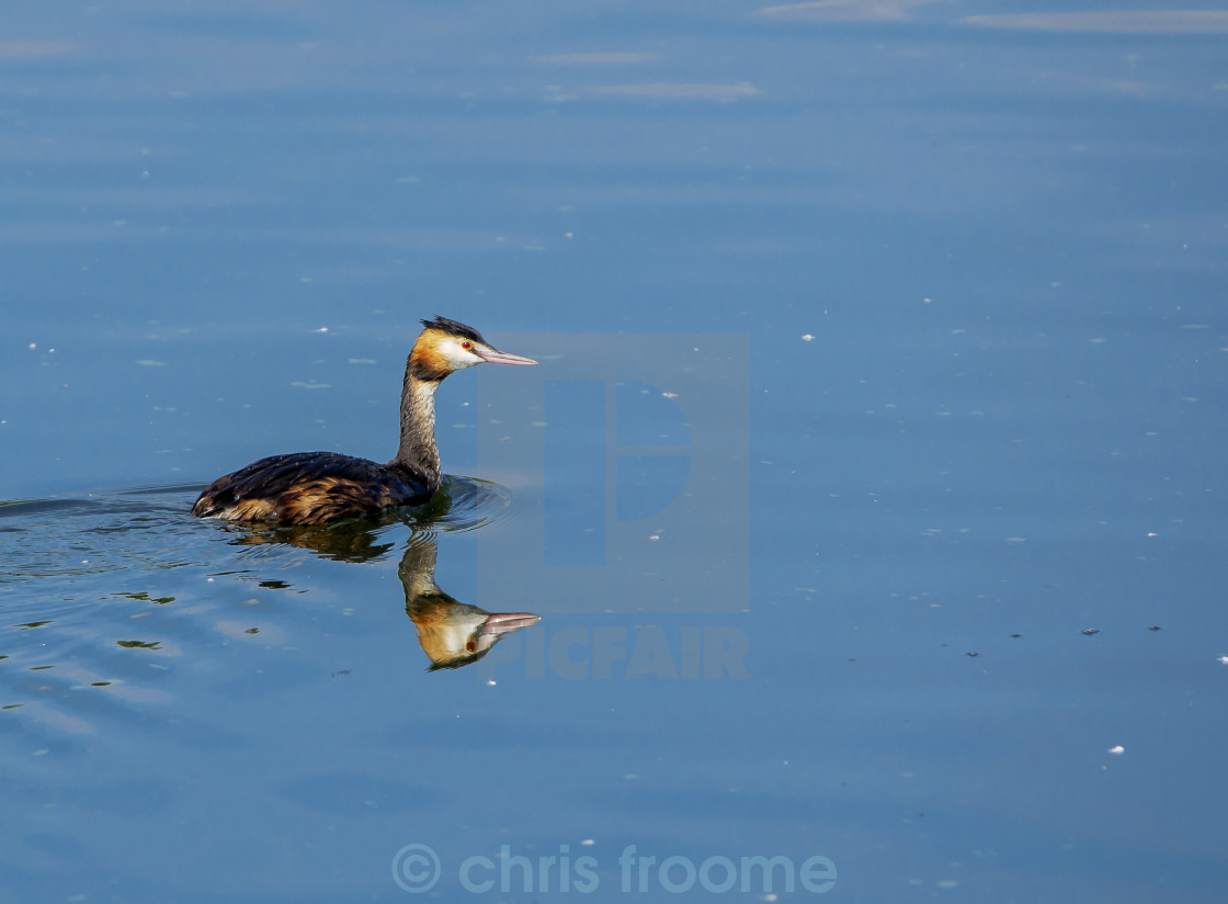 "Great Crested Grebe" stock image