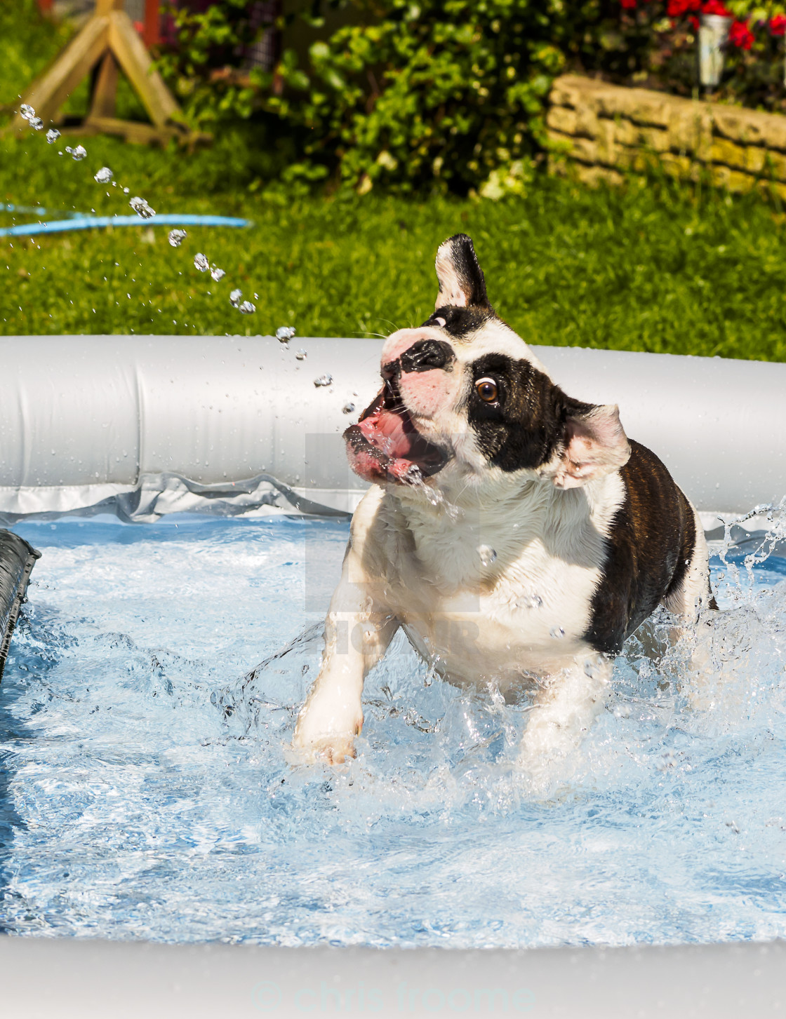 "Water dog" stock image