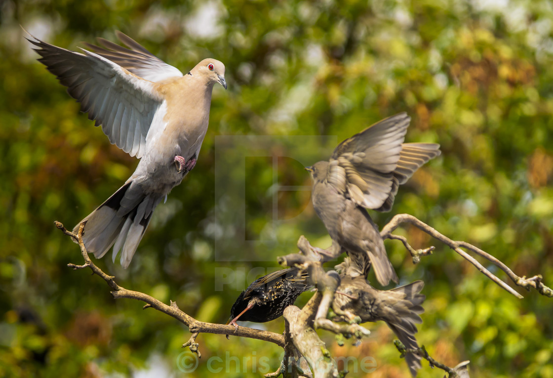 "flight" stock image