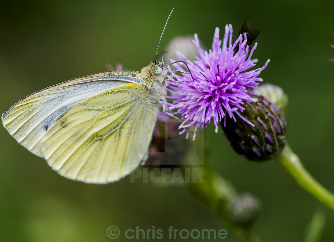 "small white feeding" stock image