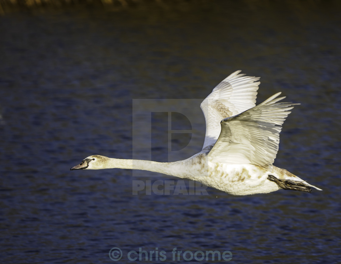 "In flight" stock image