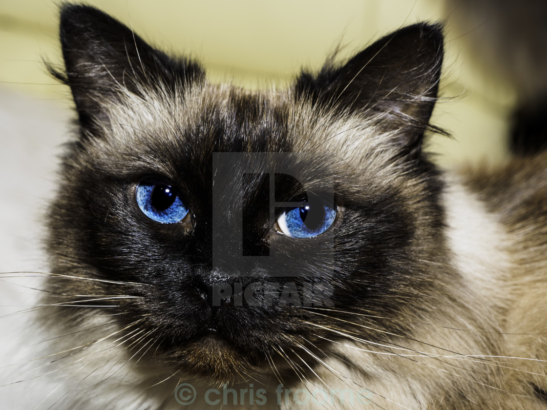 "Blue eyes" stock image