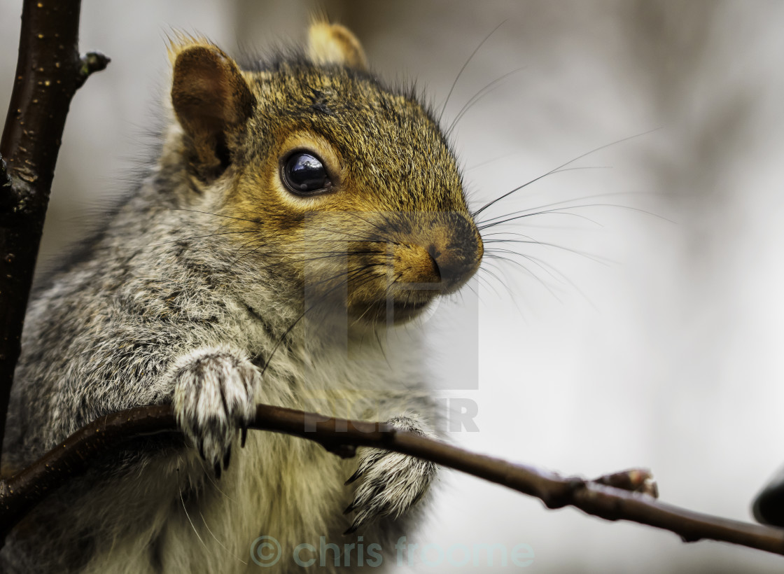 "Grey day,Grey Squirrel" stock image