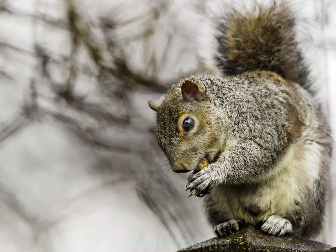 "munching on fencepost" stock image