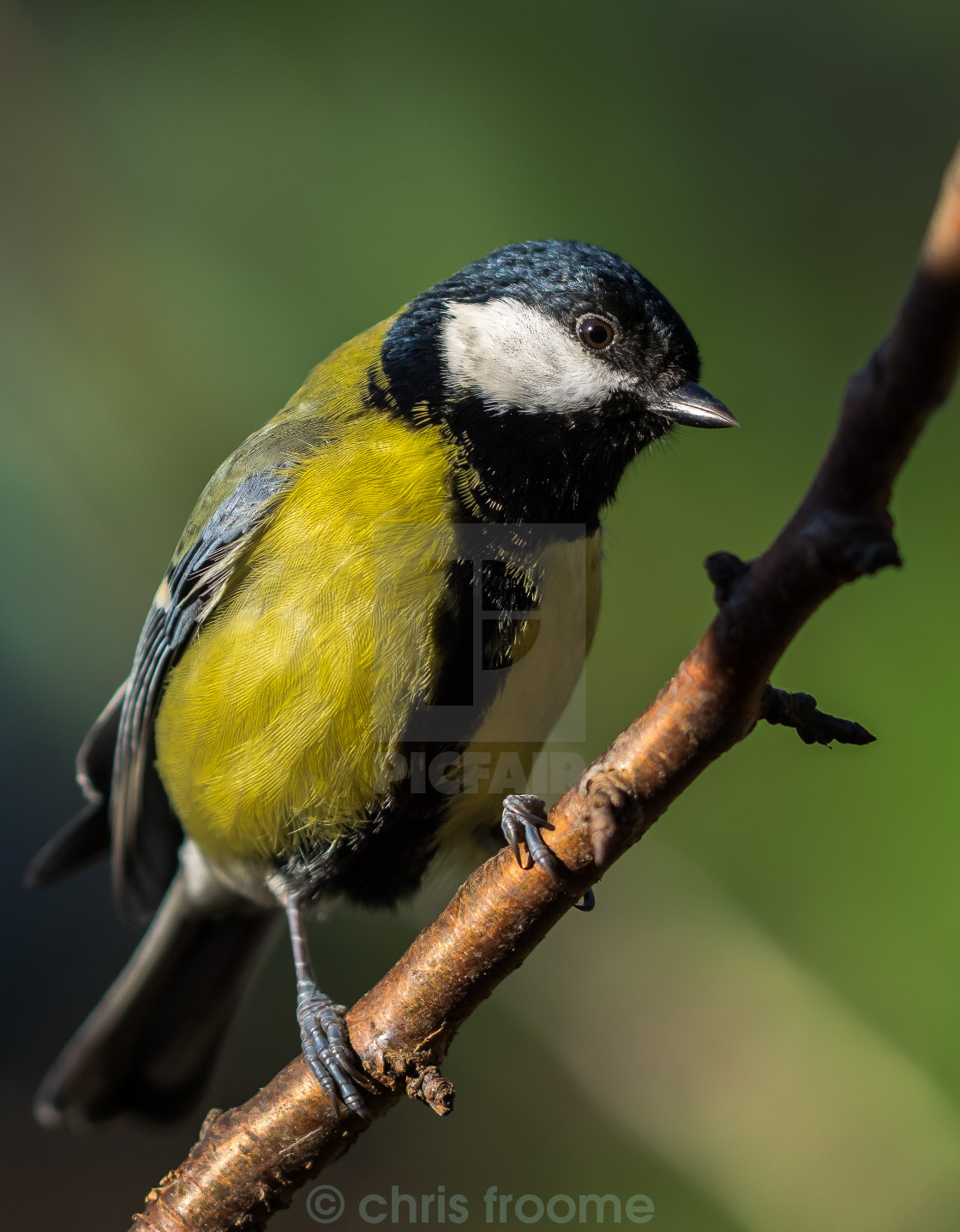 "Great Tit" stock image