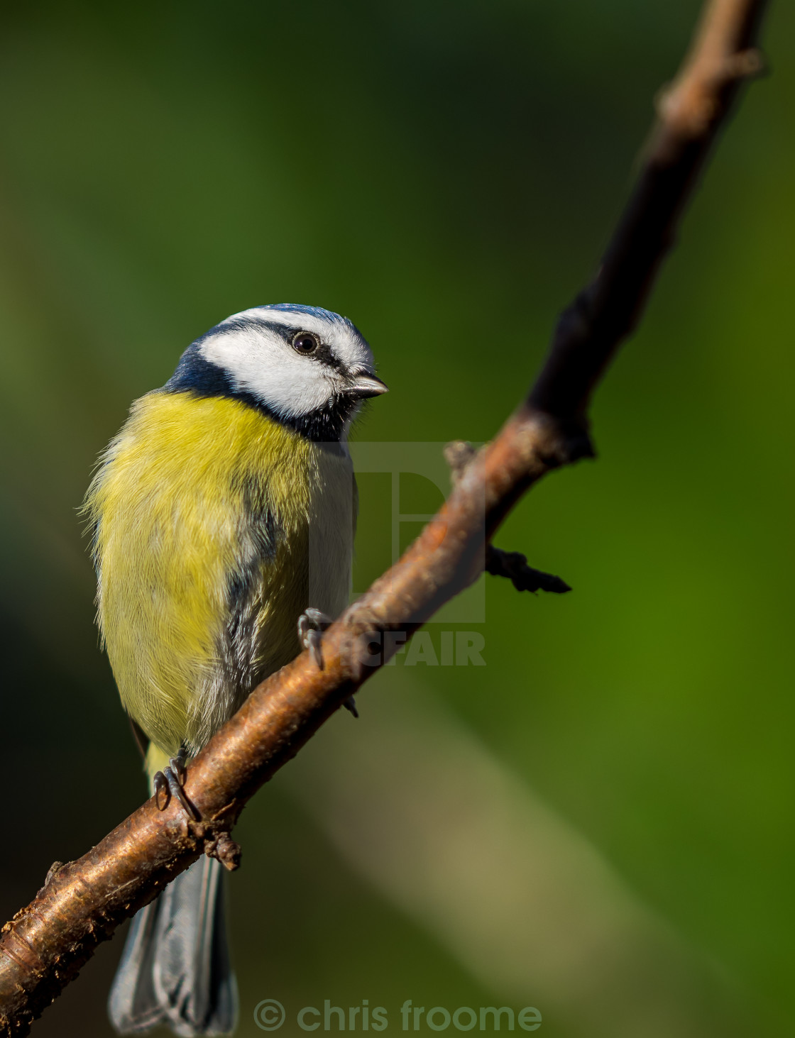 "Watching tit" stock image