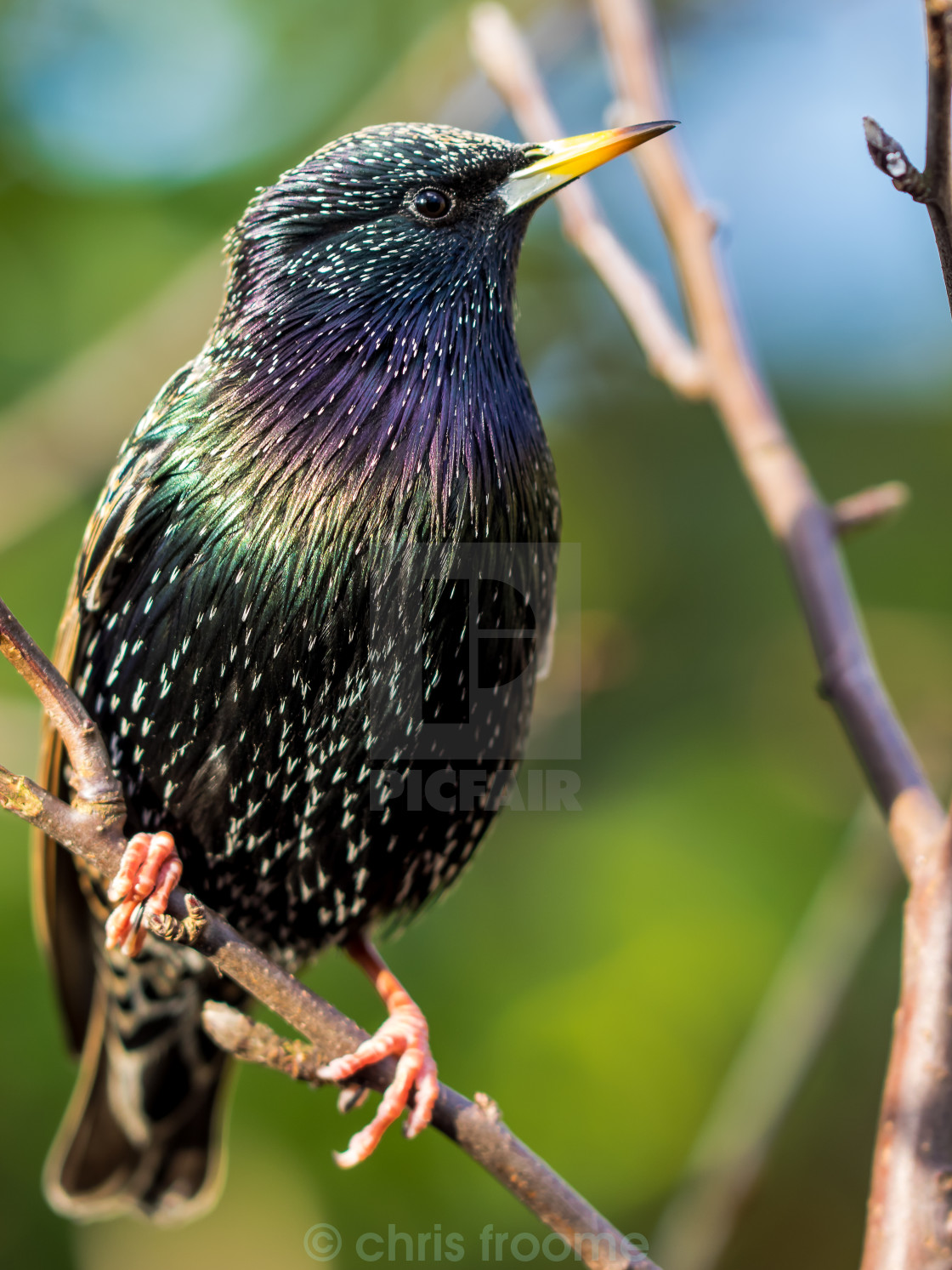 "colours of the starling" stock image