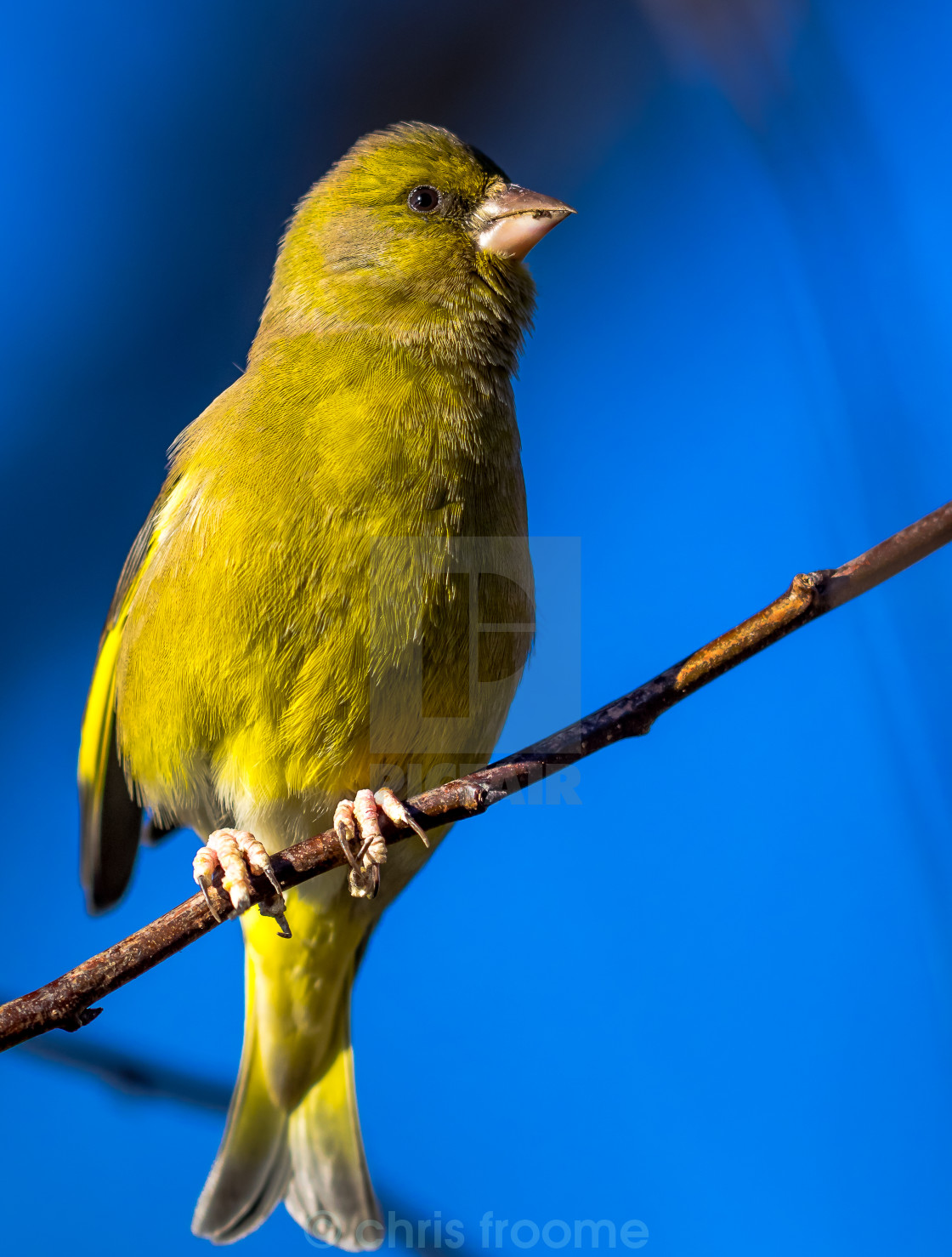 "Greenfinch" stock image