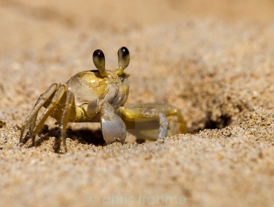 "crab" stock image