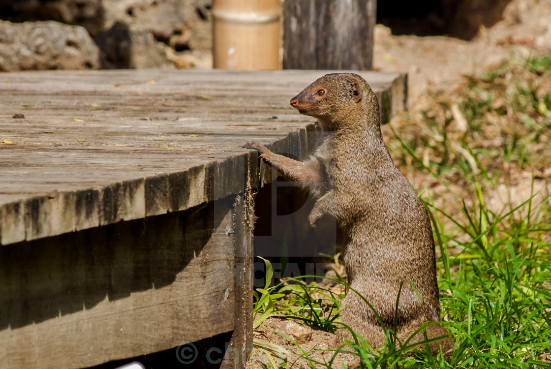 "The Lookout" stock image