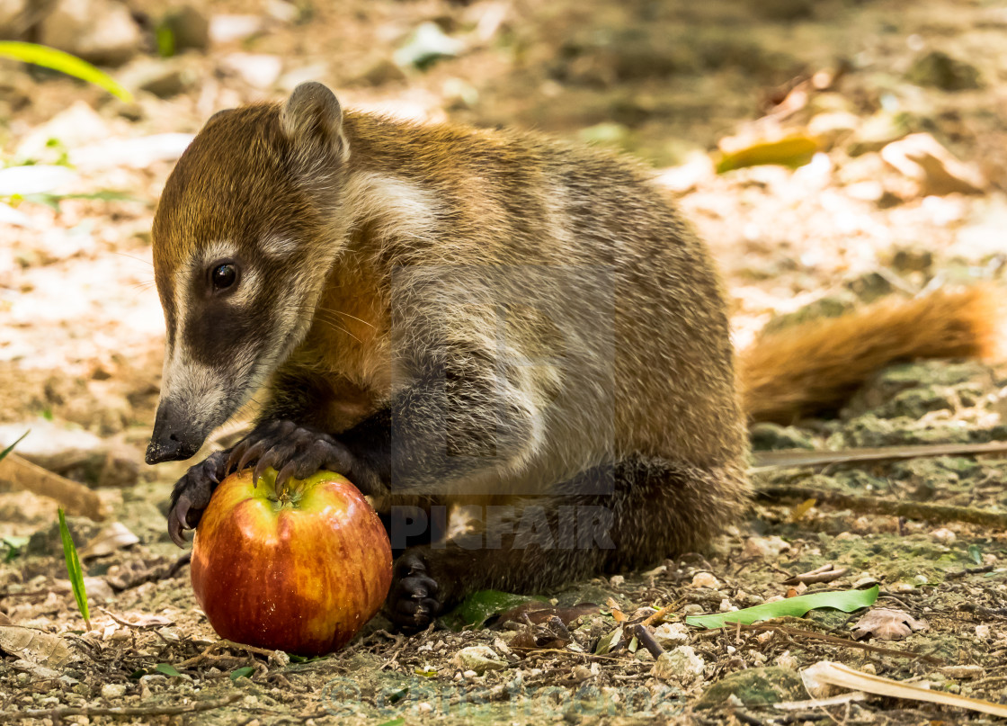 "It's my apple" stock image