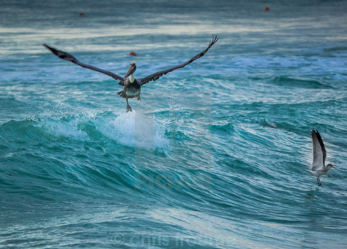 "Pelican surfer" stock image