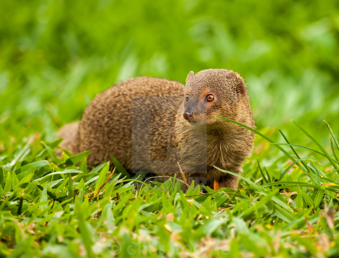 "Mongoose on the hunt" stock image