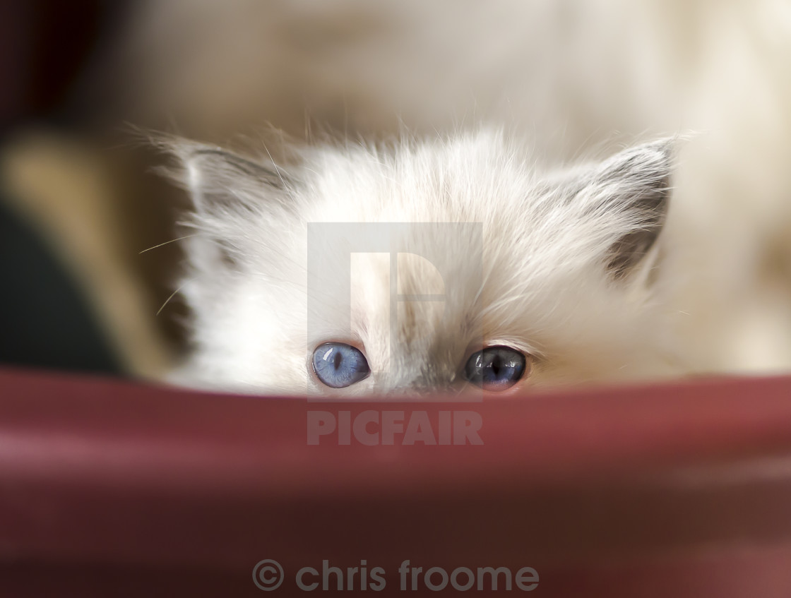 "peeking over the rim" stock image