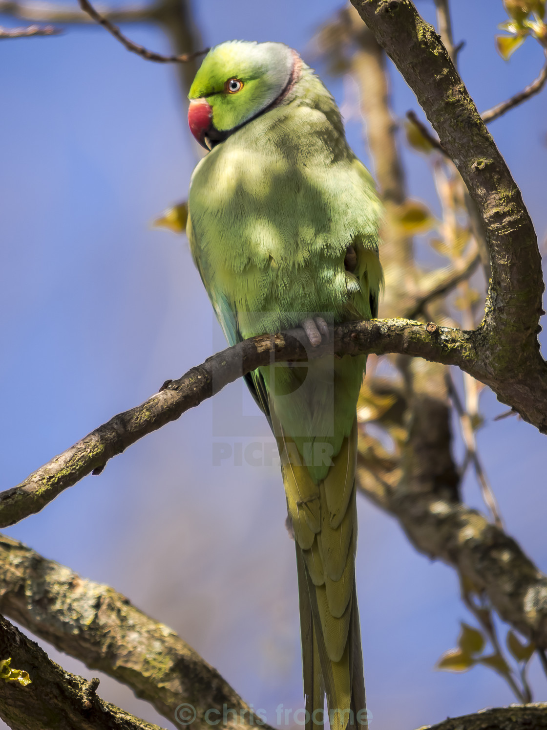 "Ring necked parakeet" stock image