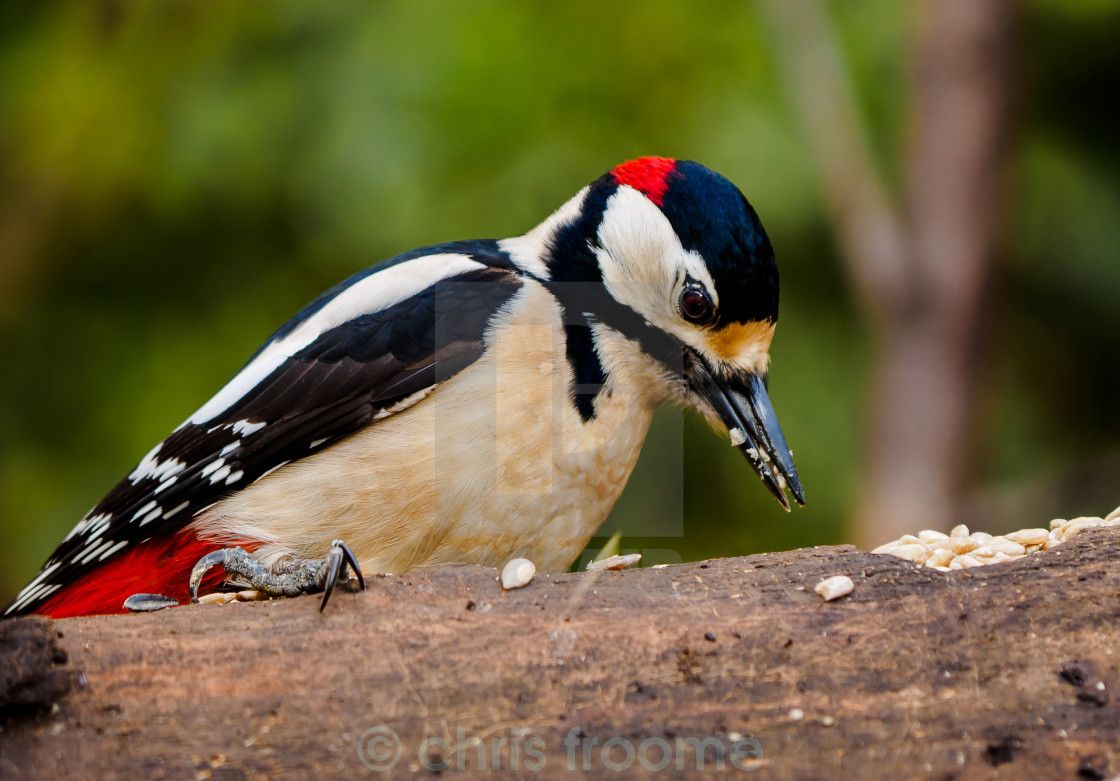 "Woody feeding" stock image