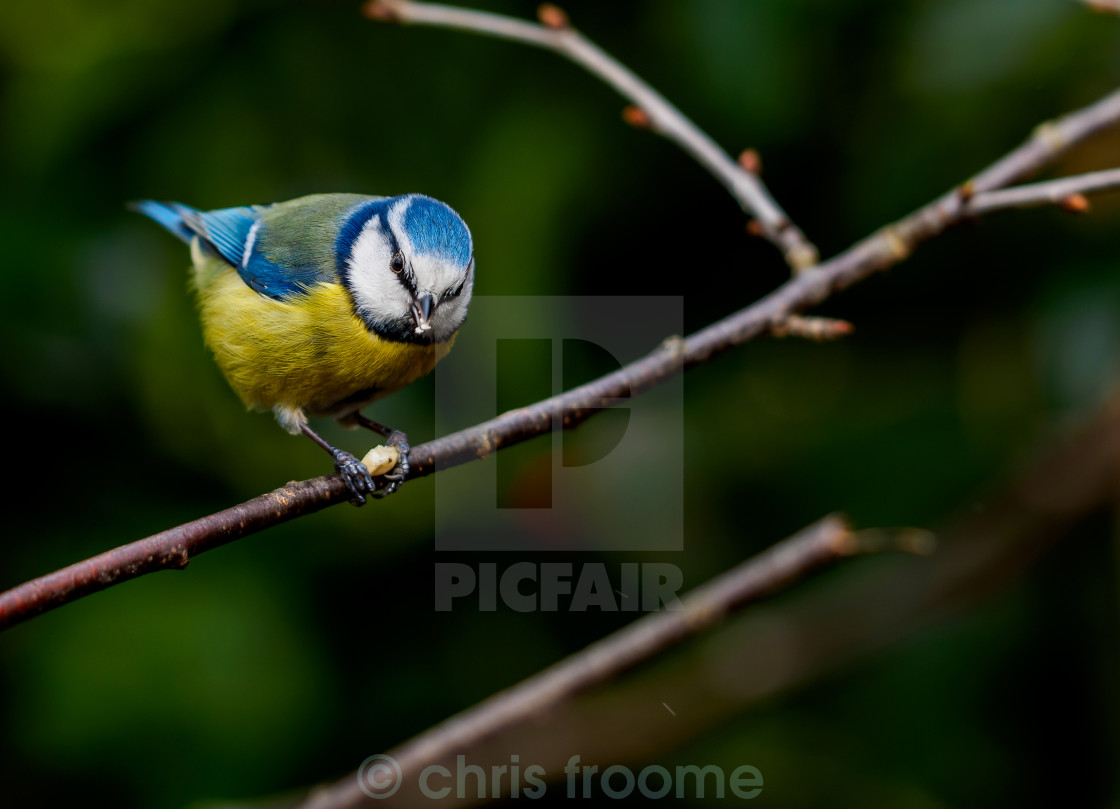 "Blue Tit and seed" stock image