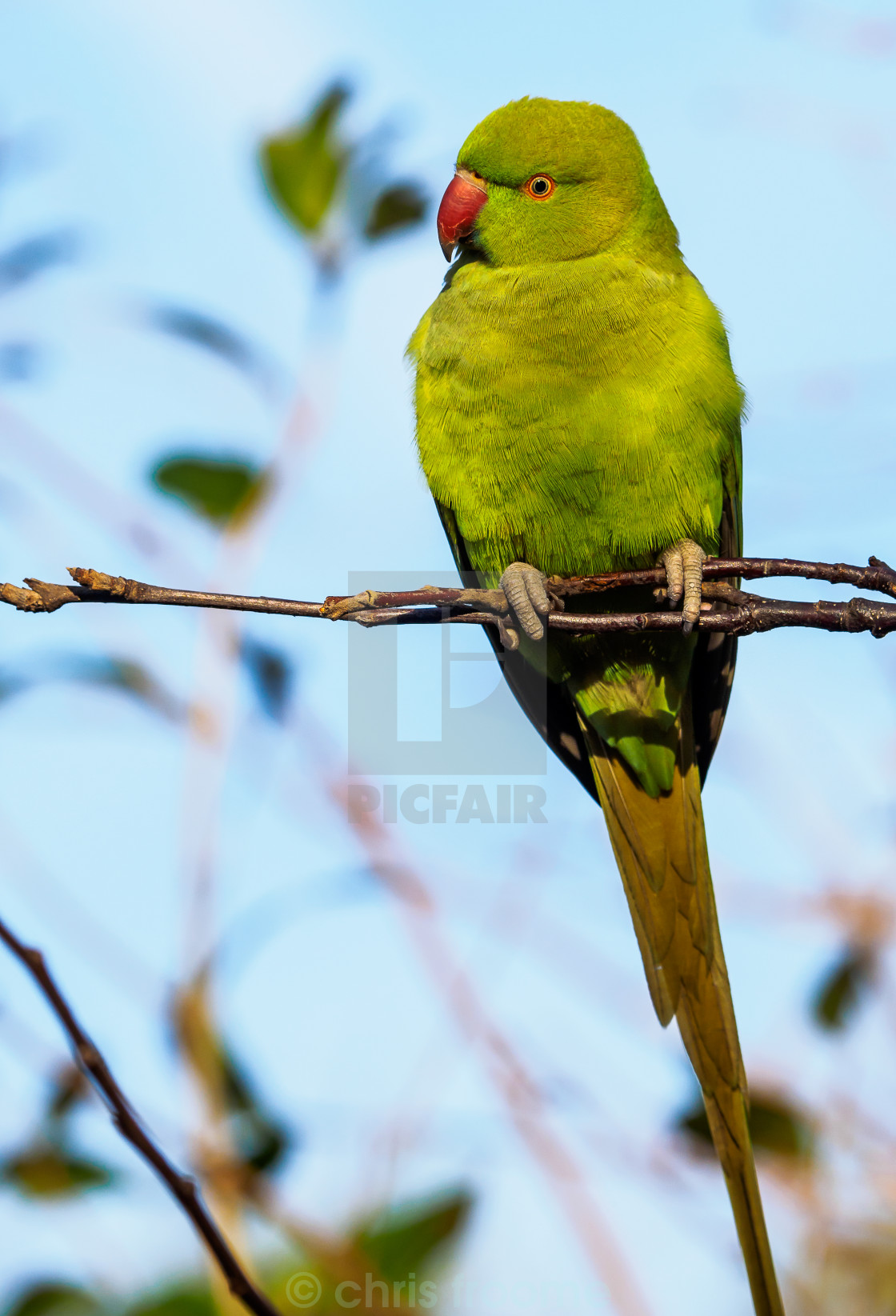 "Parakeet musing" stock image