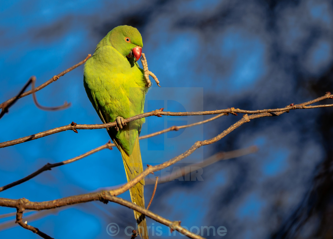 "I've got an itch" stock image