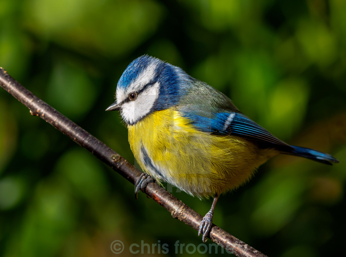 "My Favourite Bird" stock image