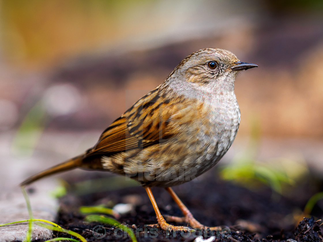 "Dunnock" stock image