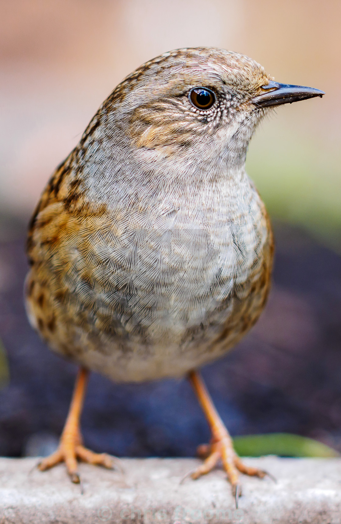 "Cheeky fellow" stock image