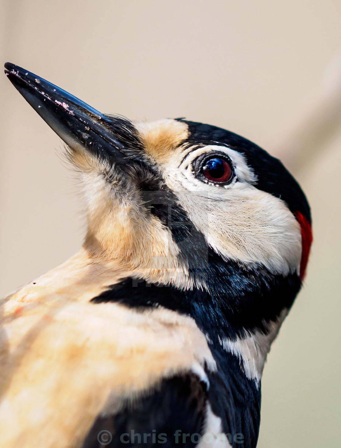 "Portrait of woody" stock image