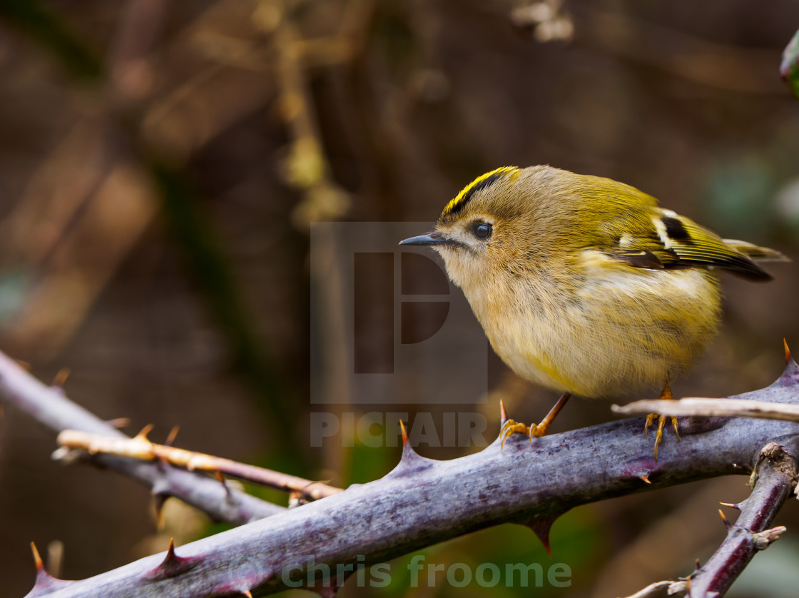 "goldcrest" stock image