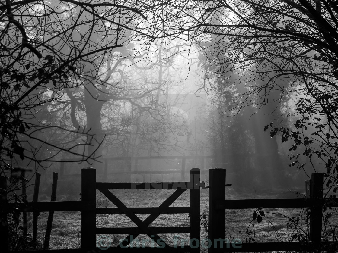 "Spooky woods" stock image