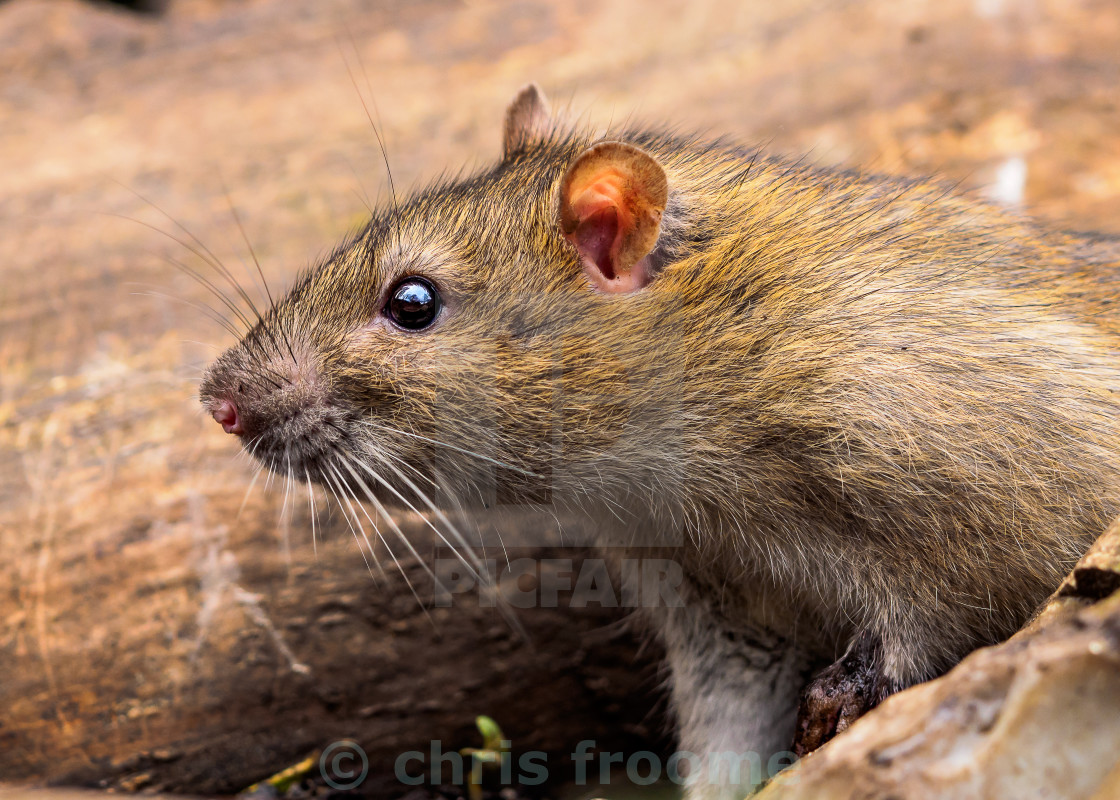 "Ratty Emerging" stock image