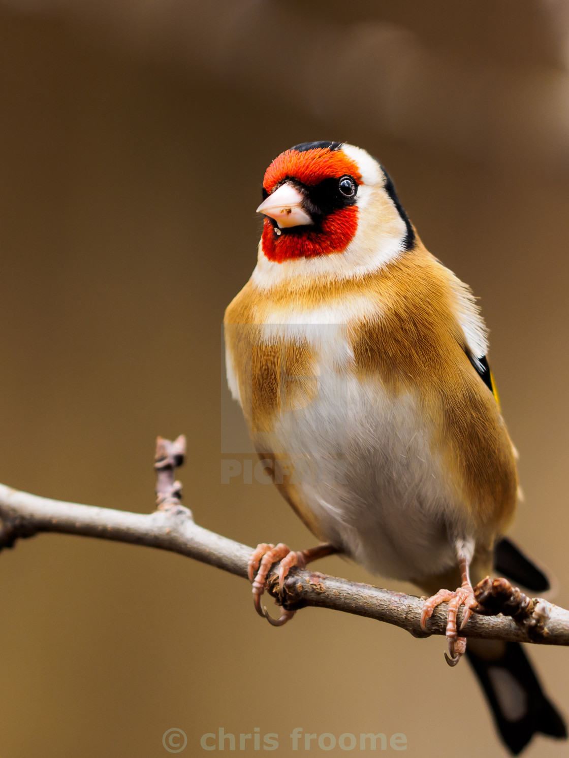 "Waiting to feed" stock image