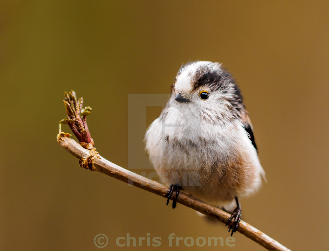 "cheeky little look" stock image