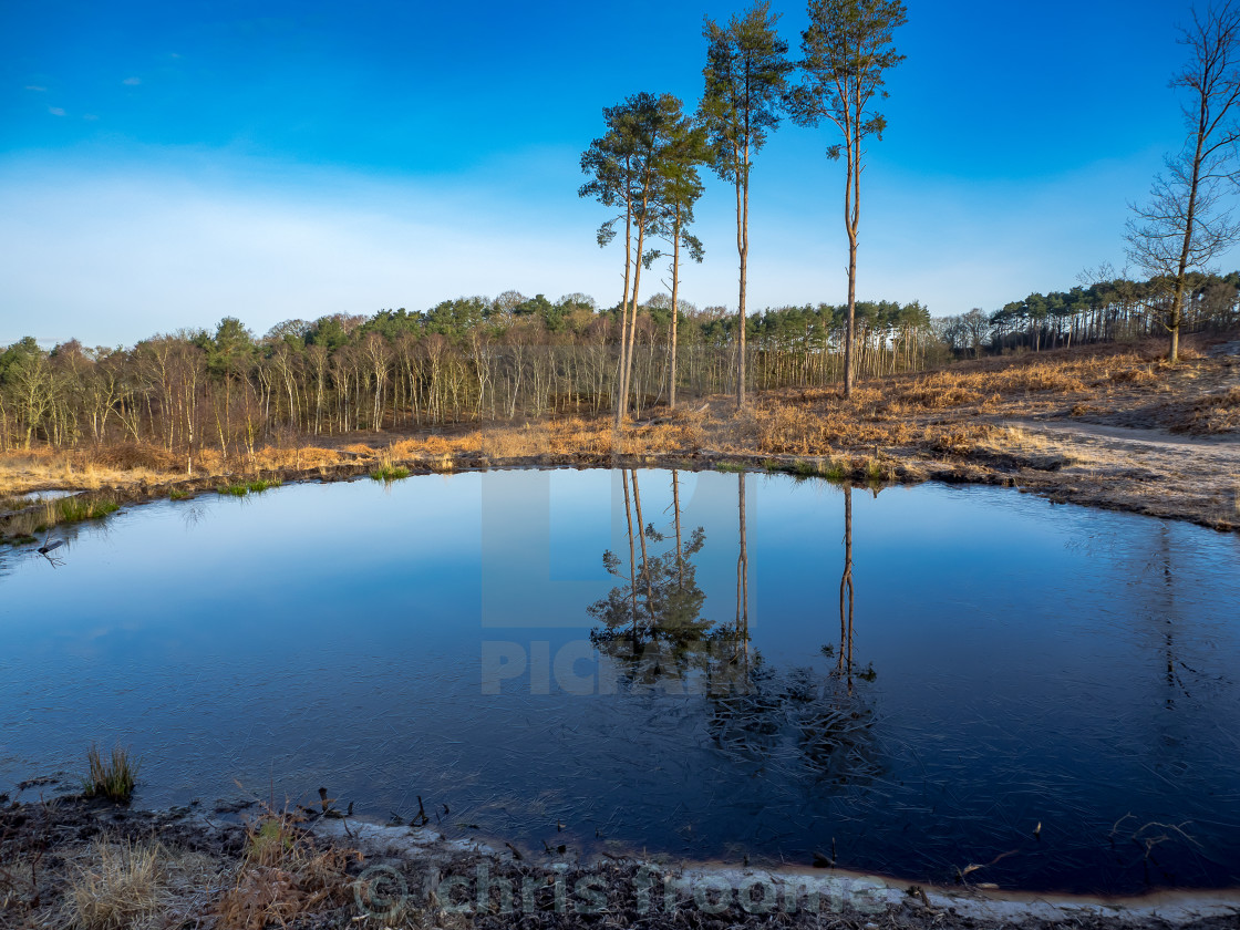 "Mirror pond" stock image