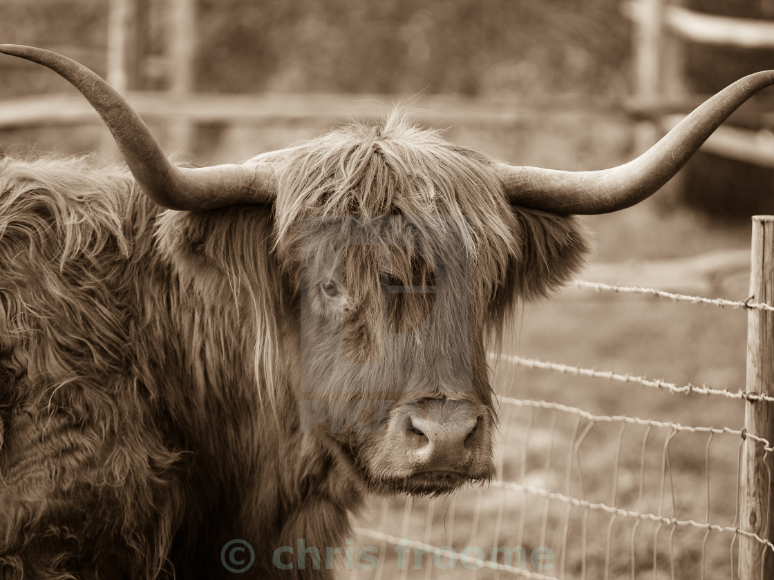 "old cow, old tone" stock image