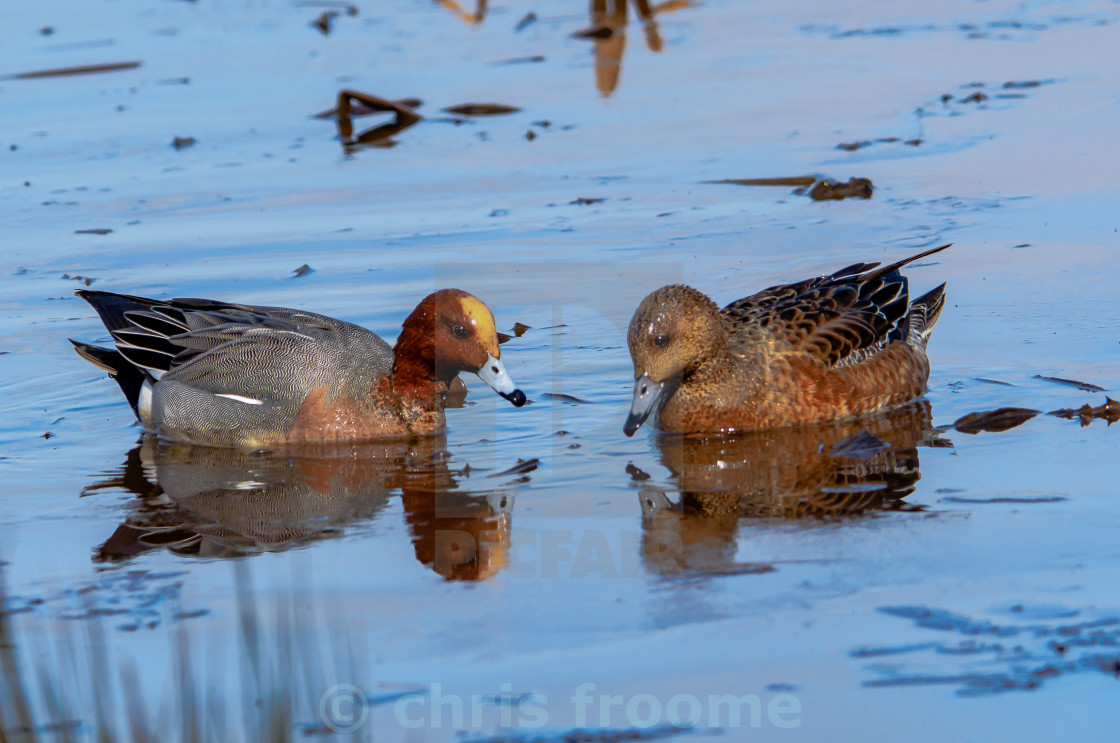 "Wigeon" stock image