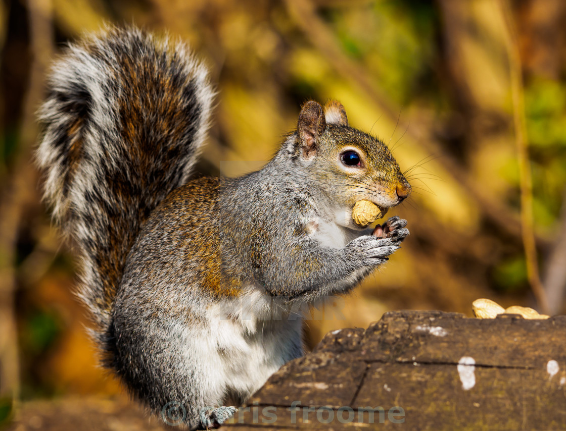 "Grey squirrel with peanut" stock image