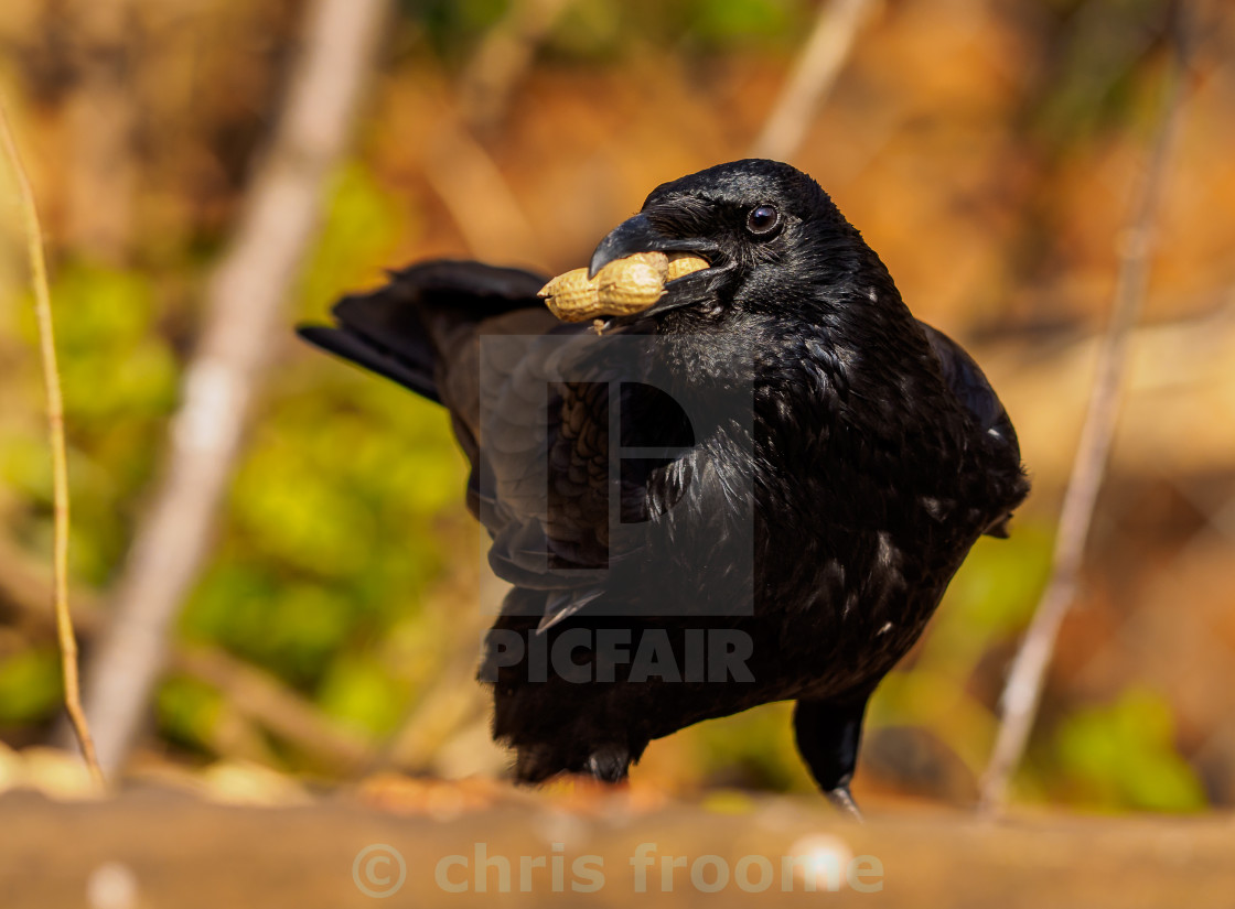 "a beak full of nuts" stock image