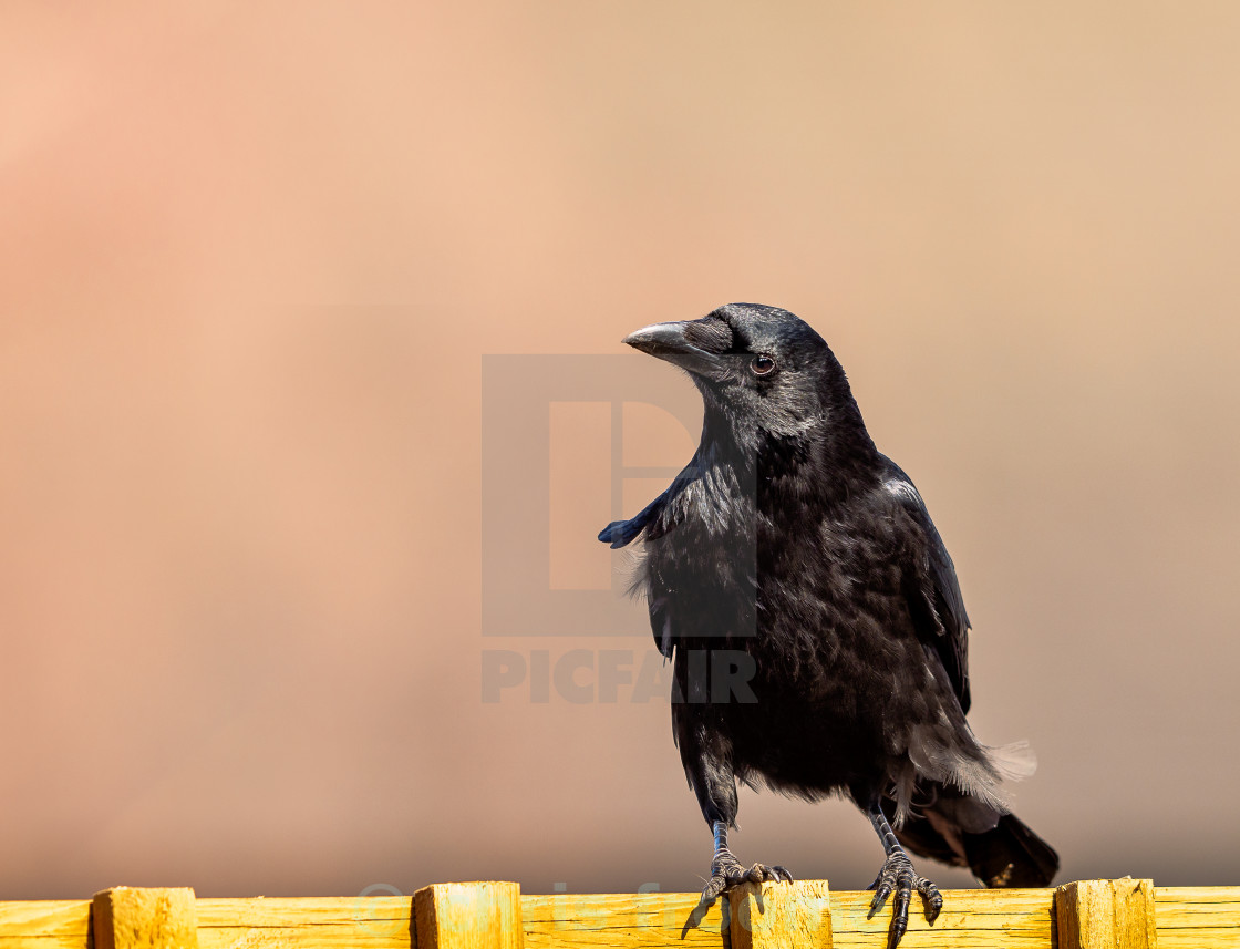 "windswept crow" stock image