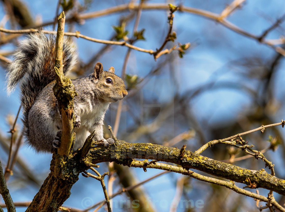 "Squirrel in tree" stock image