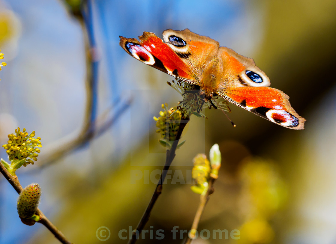 "Peacock" stock image