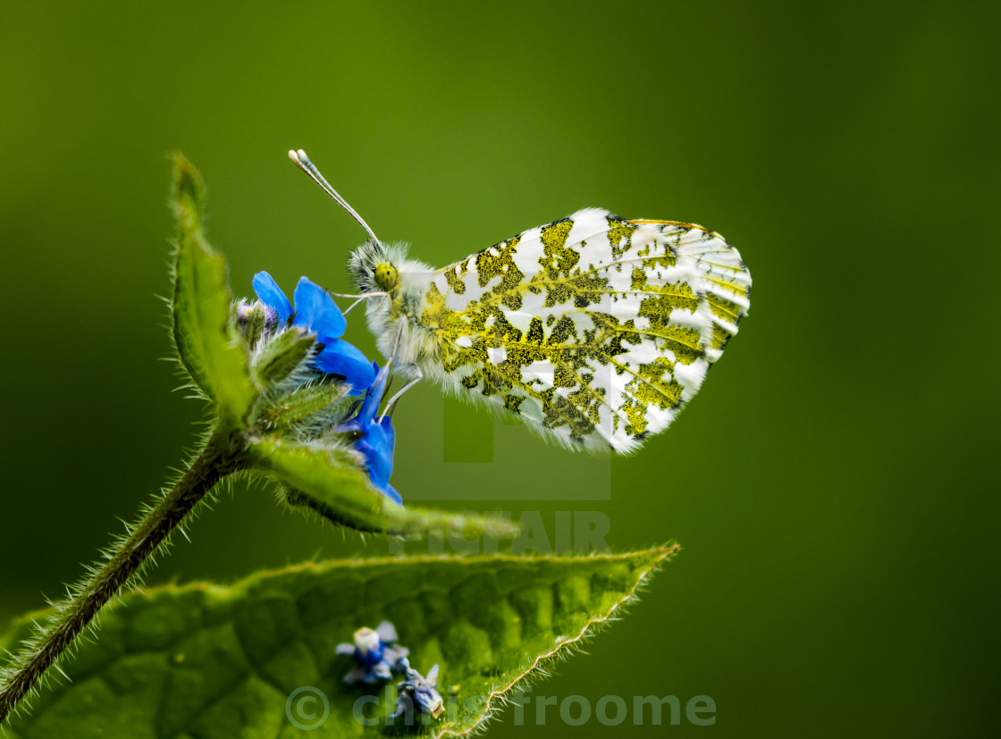 "Orange tip on green alkanet" stock image